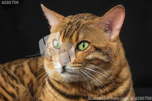 Image of The gold Bengal Cat on black background