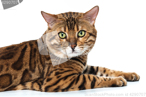 Image of The gold Bengal Cat on white background