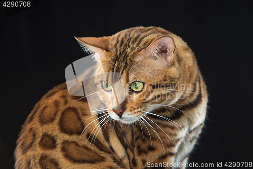 Image of The gold Bengal Cat on black background