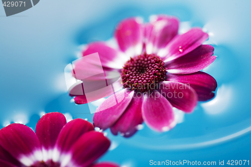 Image of floating flowers