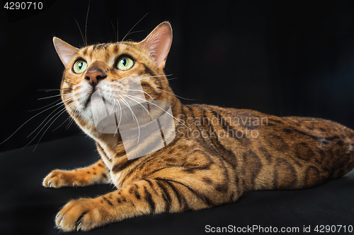 Image of The gold Bengal Cat on black background