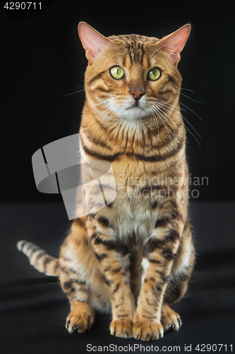 Image of The gold Bengal Cat on black background