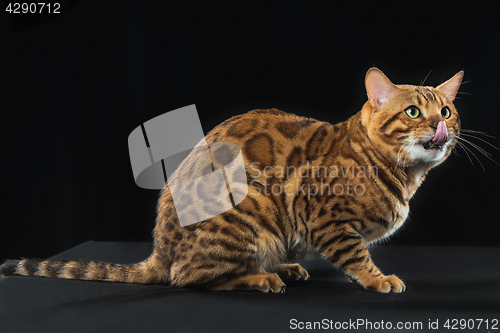 Image of The gold Bengal Cat on black background