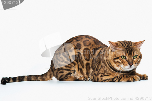 Image of The gold Bengal Cat on white background