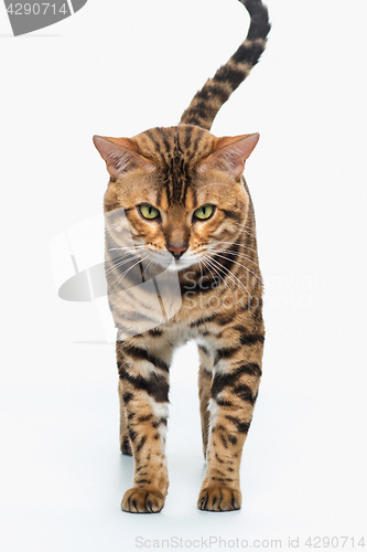 Image of The gold Bengal Cat on white background