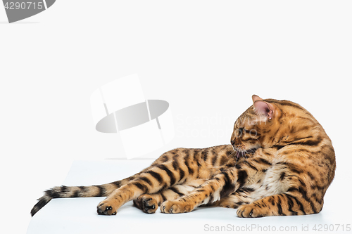 Image of The gold Bengal Cat on white background