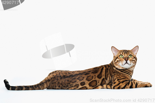 Image of The gold Bengal Cat on white background