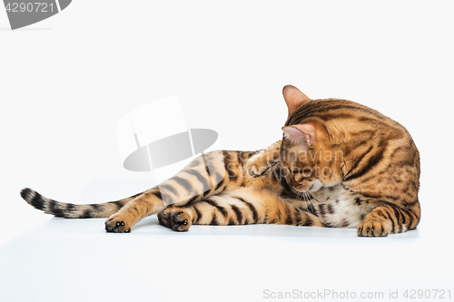 Image of The gold Bengal Cat on white background