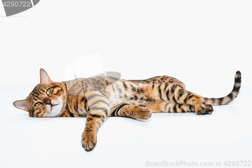 Image of The gold Bengal Cat on white background
