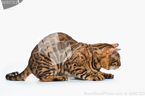 Image of The gold Bengal Cat on white background