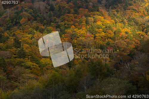 Image of Autumn forest mountain