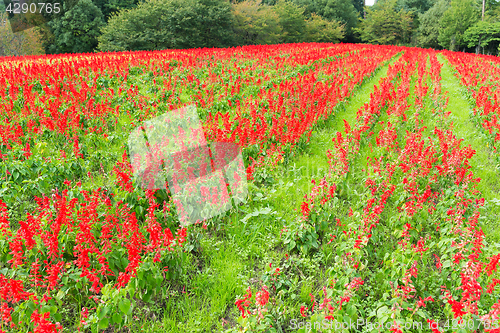 Image of Red Salvia farm