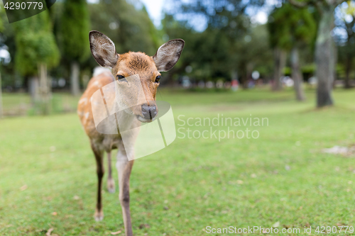 Image of Lovely Deer in the park