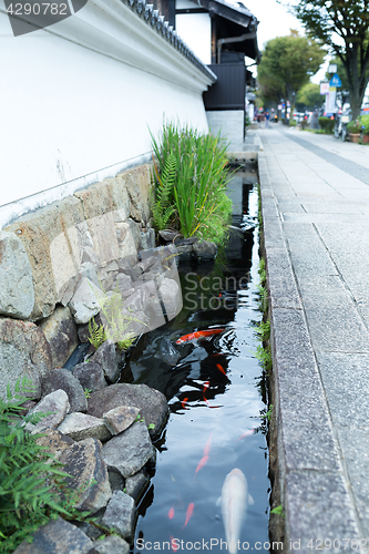 Image of Koi fish in the roadside