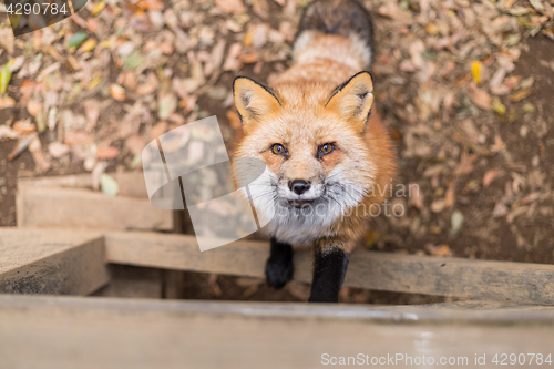 Image of Adorable fox climb up