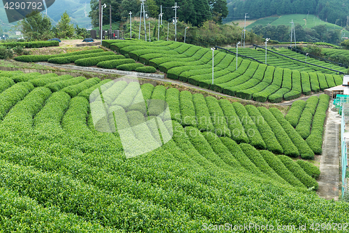 Image of Green Tea field