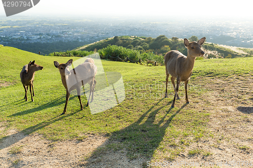 Image of Deer in Mount Wakakusa