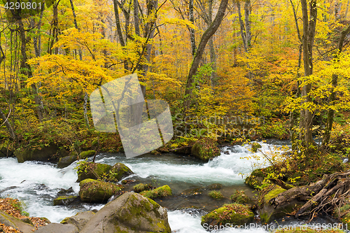 Image of Japanese Oirase Mountain Stream