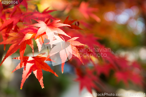 Image of Red maple leaves