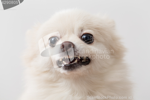 Image of Pomeranian getting angry