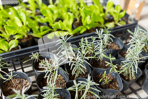 Image of Sprout in pot