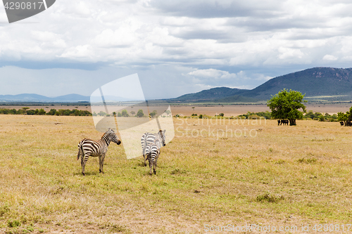 Image of herd of zebras grazing in savannah at africa