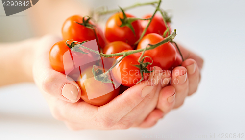 Image of close up of female hands holding cherry tomatoes