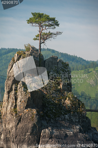 Image of pine grows through the rocks