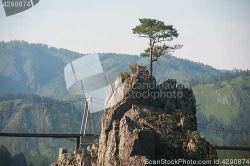 Image of pine grows through the rocks