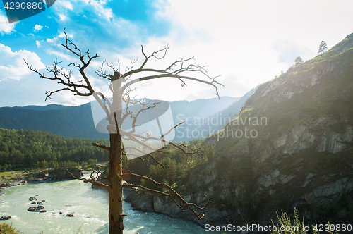 Image of Sunny day in mountain on river Katun