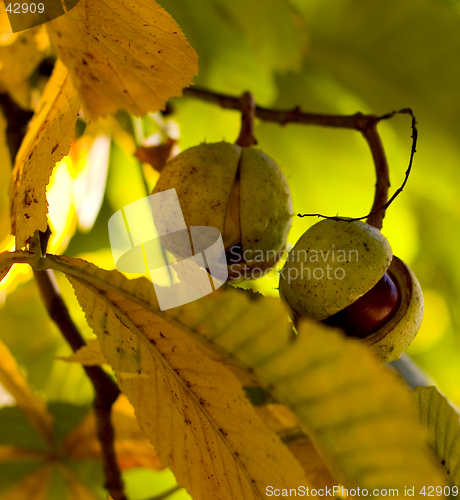 Image of harvest