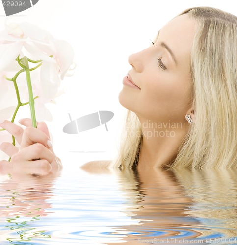 Image of white orchid