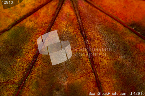 Image of fall