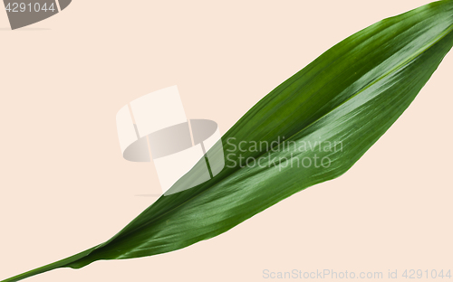 Image of green leaves with blank space on beige background
