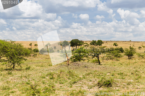 Image of impala or antelope with calf in savannah at africa