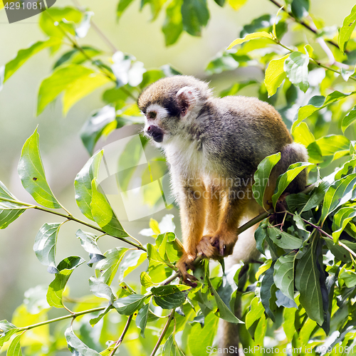 Image of Common squirrel monkey