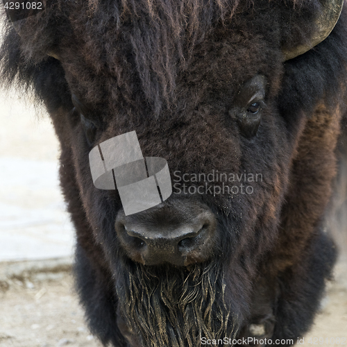Image of American bison