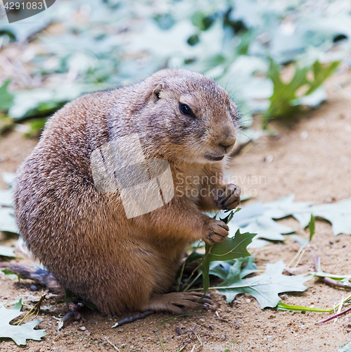 Image of Black-tailed prairie dog