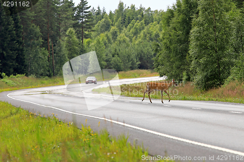 Image of White-Tailed Deer Crosses Highway