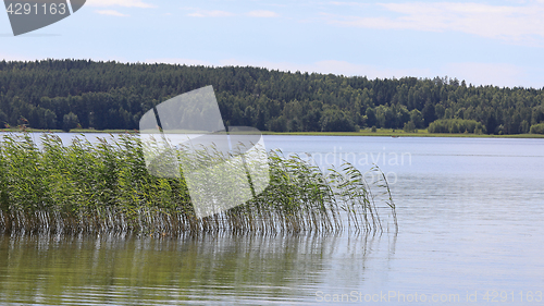 Image of Serene Summer Seascape with Reed