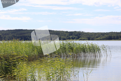 Image of Summer Seascape with Reed