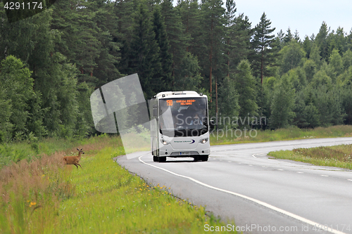 Image of Bus Slows Down with Roadside Deer 