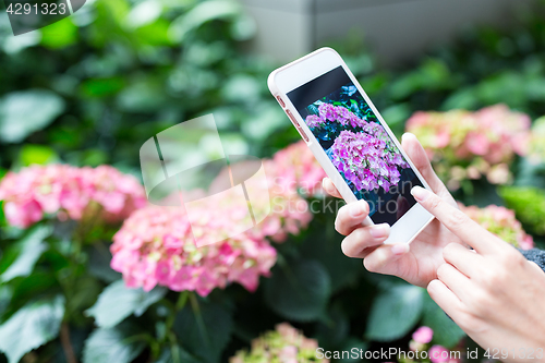 Image of Woman taking photo on Hydrangea by cellphone