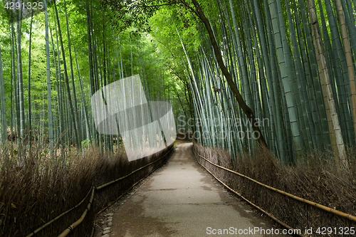 Image of Bamboo groves of Arashiyama in Kyoto