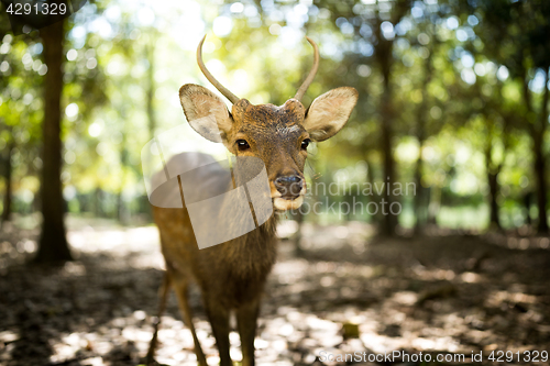 Image of Little roe deer