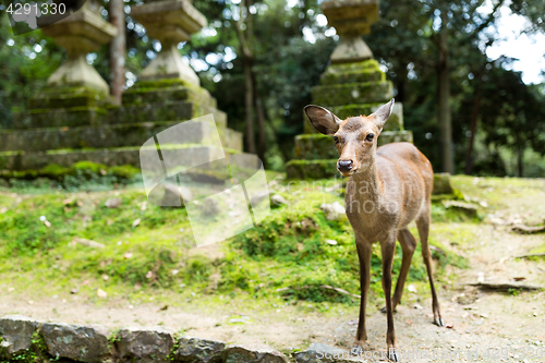 Image of Deer in the japanese temple