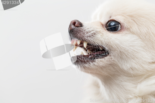 Image of Pomeranian barking