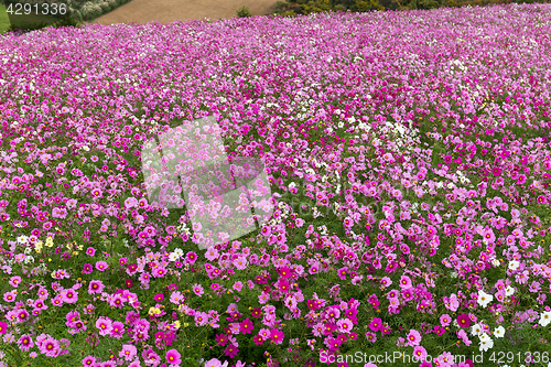 Image of Cosmos flower