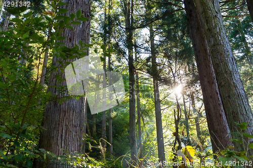 Image of Tropical Forest with sunlight