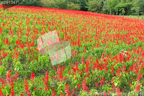 Image of Red Salvia farm